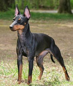Manchester Terrier PerfectBreed